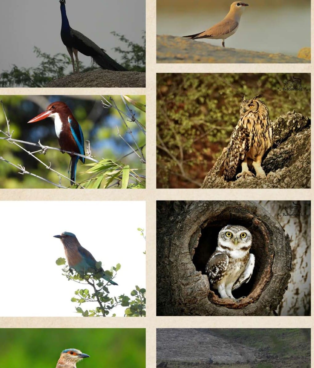 Birdwatching & Landscape
