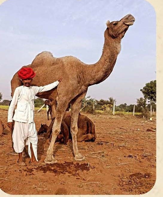 Camel Breeding Farm
