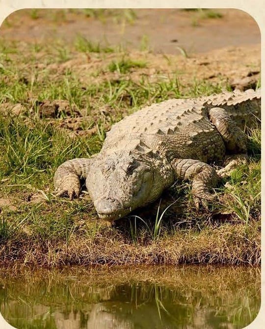 Crocodile Lake Sundowner