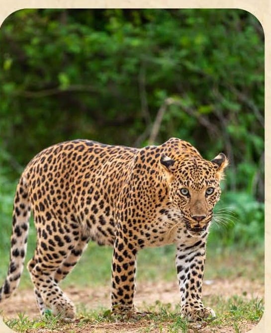 Leopard Safari