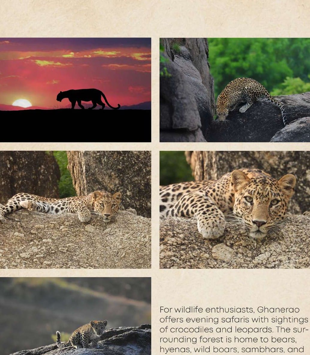 Leopard safari landscape